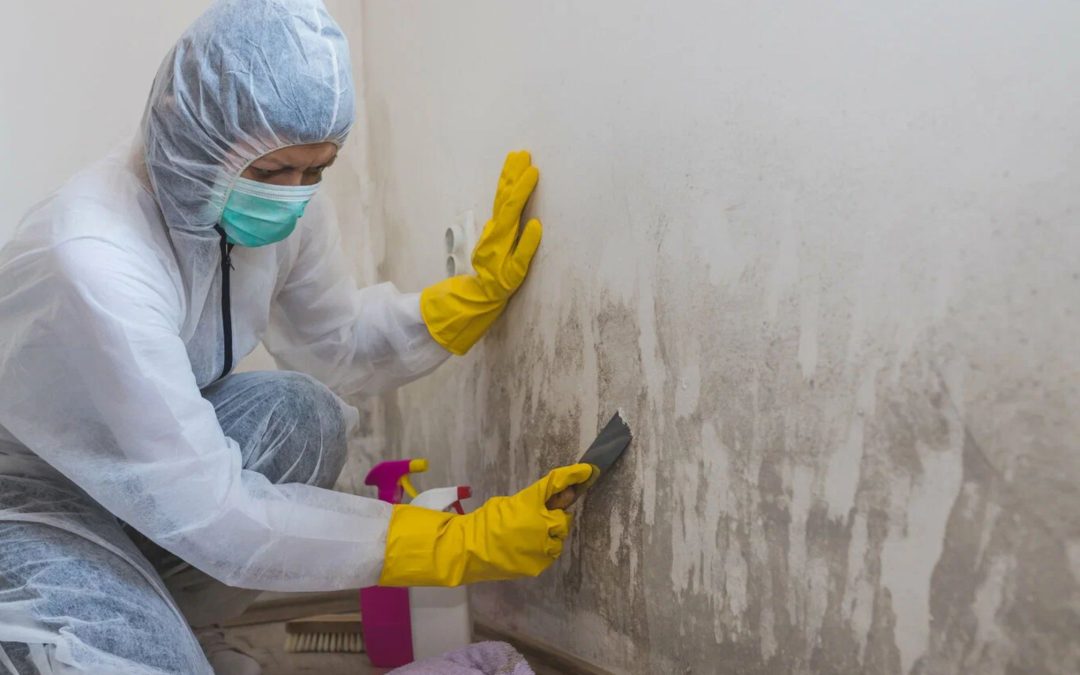 What Makes Mold Remediation in Bellevue Homes Different from Other Regions?