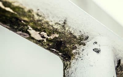 Top 10 Signs of Mold in Your Home: Spot the Warning Signs Early