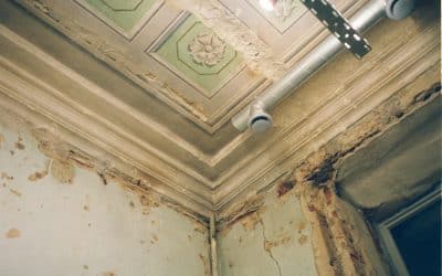 Mold Growth After Water Damage: Why Time Is of the Essence